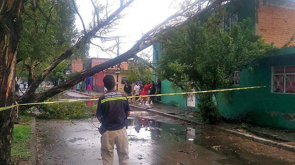 arbol caido sobre vivienda